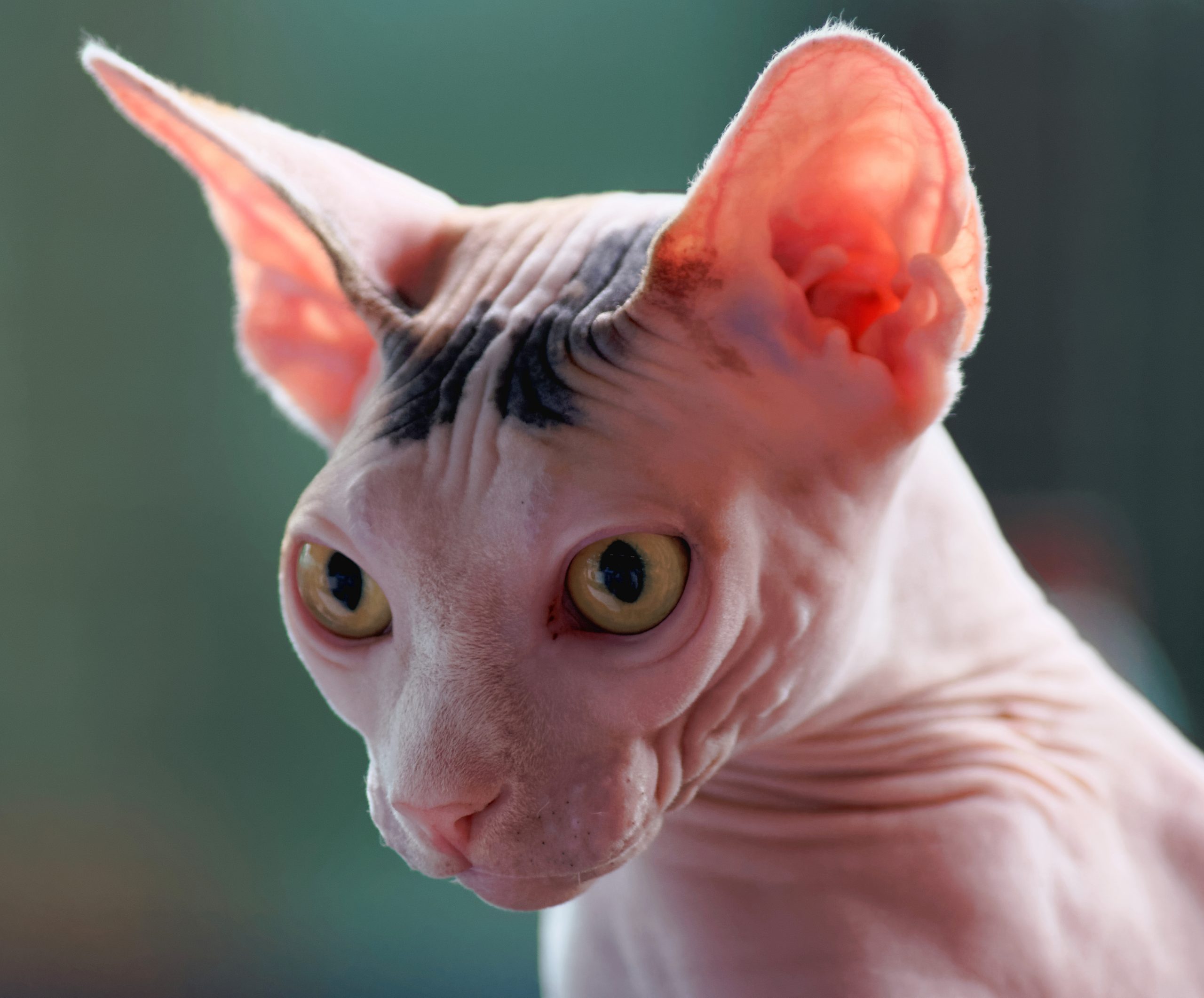 Nutrición de Alto Rendimiento: El Metabolismo del Gato sin Pelo