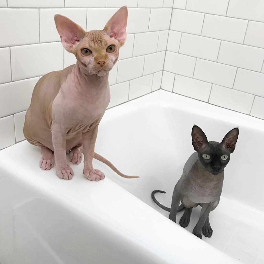 Guía de Higiene y Baño: Piel, Oídos y Uñas del Sphynx