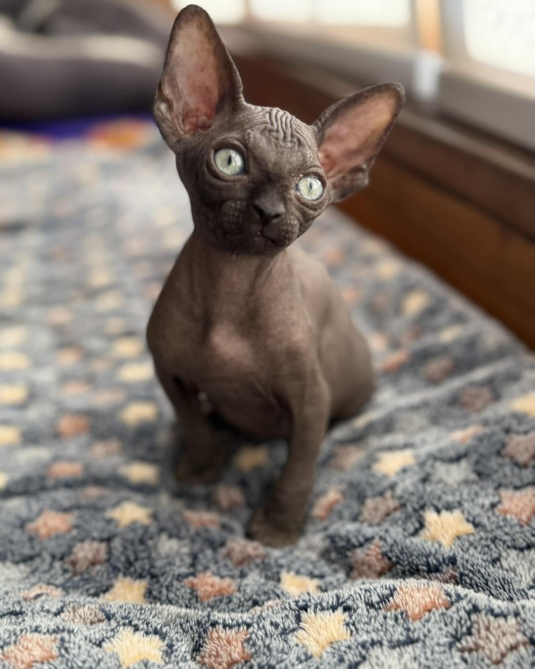 Un gatito negro no se elige…
te elige él 🖤😼
#sphynx #sphynx_ronronia #sphynxkitten