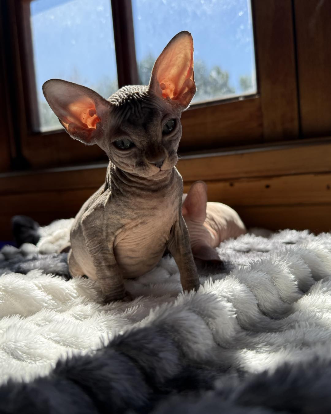 Perdón… ¿esto es un gatito o un mini jefe? 😼

Míralo bien…
porque esa calma no es ...