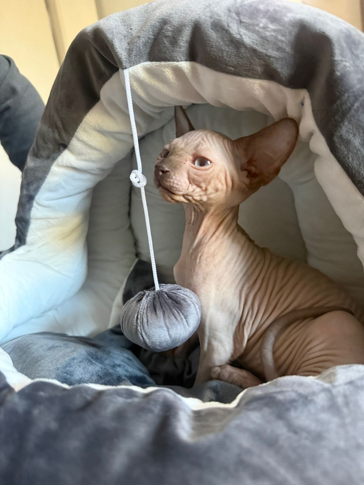 Isis en su #foreverhome, mimada y consentida.
#sphynx #sphynxkitten