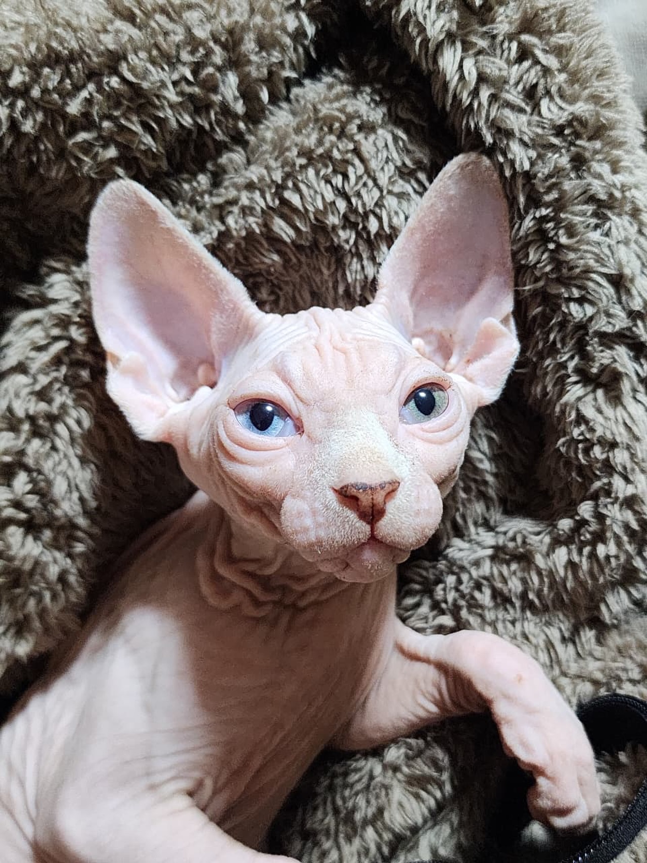 Mi pantera rosa
#sphynxkitten #sphynx #sphynxlover #sphynxclub