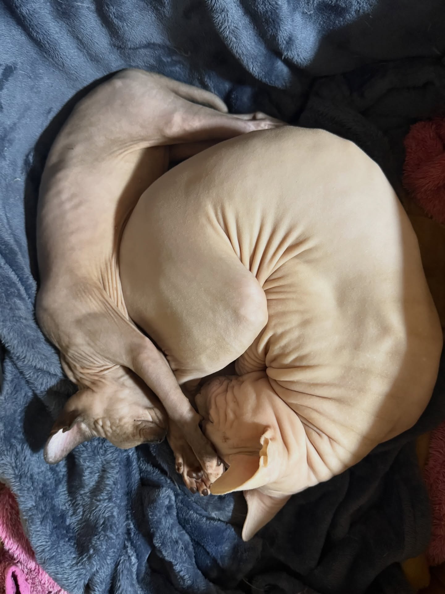 Instrucciones para dormir como un Sphynx:

1. Doblarse como pretzel. 🥨
2. Invadir ...