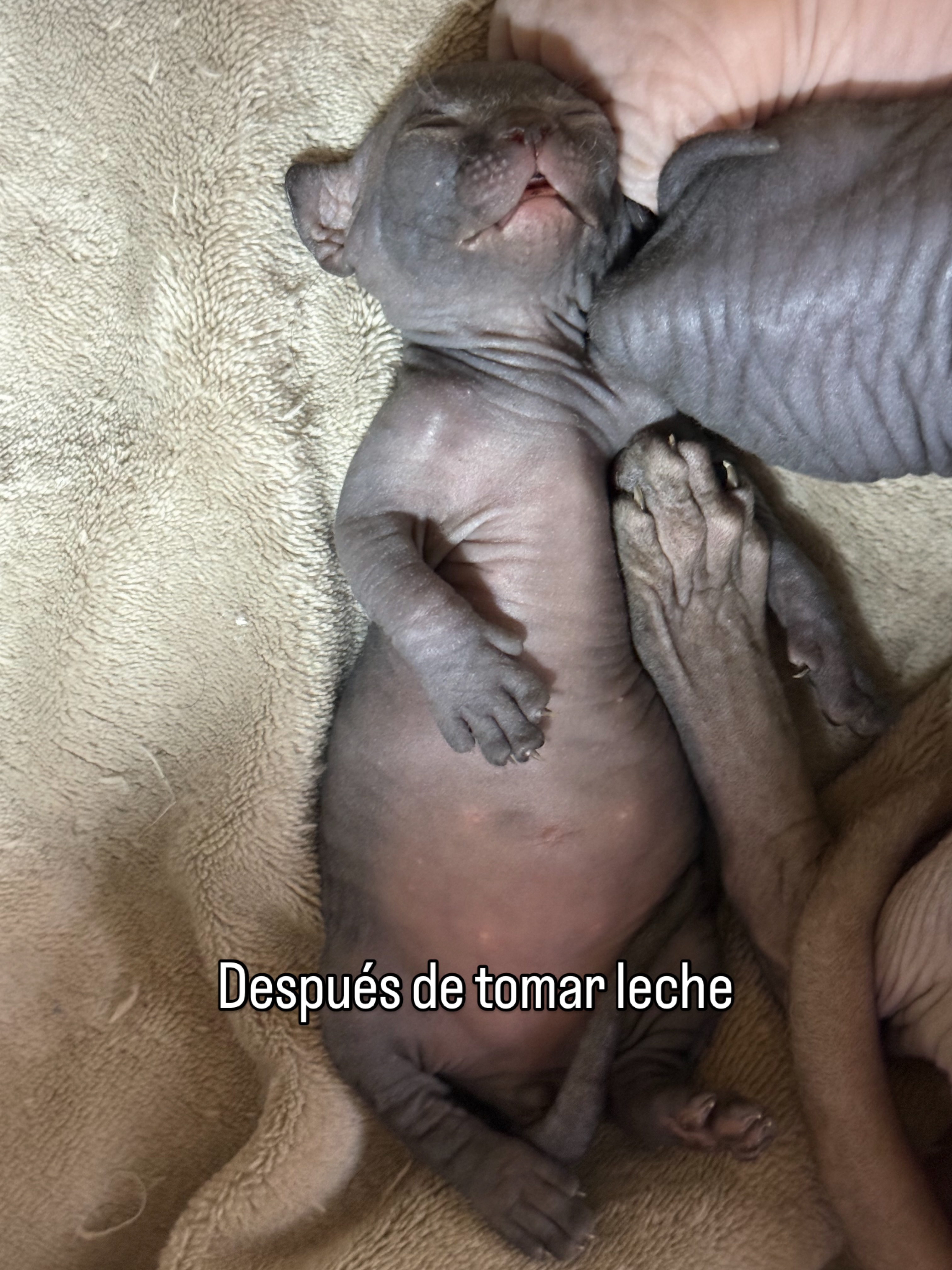 La vida de un heredero Ronronia es agotadora… 💤👑
#sphynx #sphynxkitten #sphynxlove...