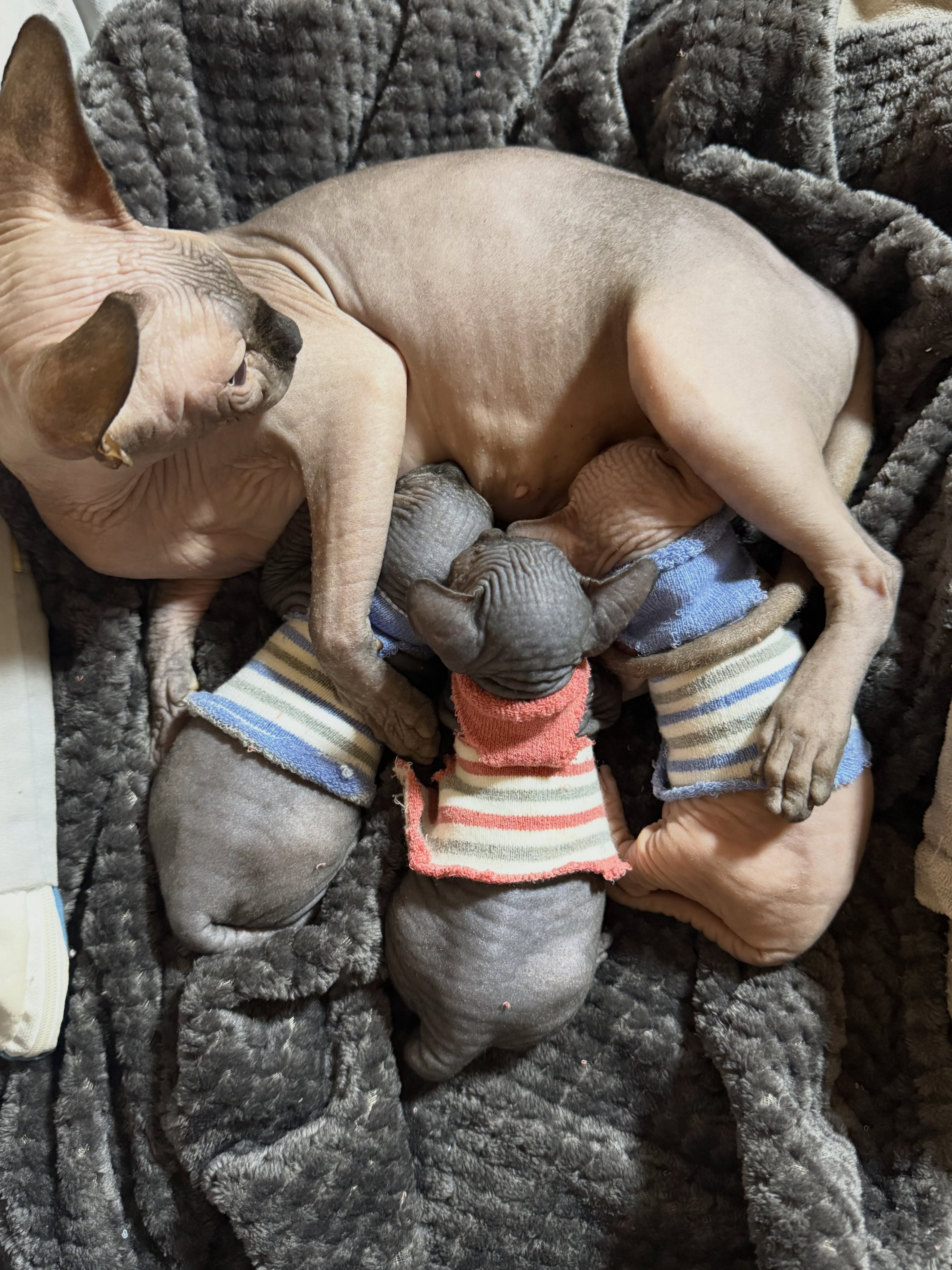 Probando outfits
#sphynx #shpynxkitten #sphynxcat #sphynxkitten